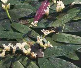 Kaapse lelie (Aponogeton distachyos)